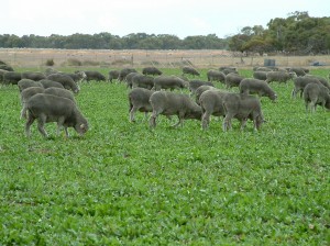 Chicory is a short lived perennial and therefore should not be expected to persist beyond three to four years