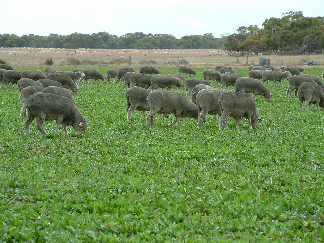 Ewes grazing chicory at Albany Proof Site