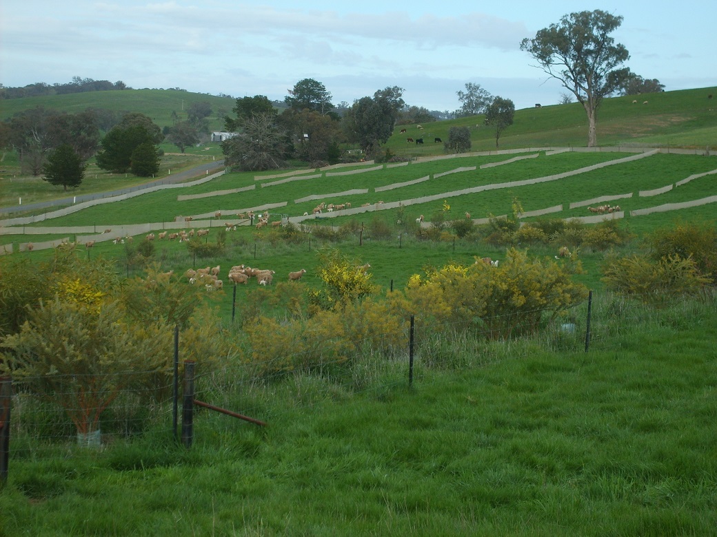 A combination of shrub and hessian rows was used as shelter in the experiment.