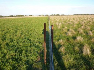The lucerne-based pasture at Hamilton also included annual grass and broadleaf weeds which were important for increasing winter growth.