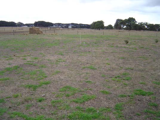 Kikuyu (Whittet) at Hamilton EverGraze Proof Site, April 2009.