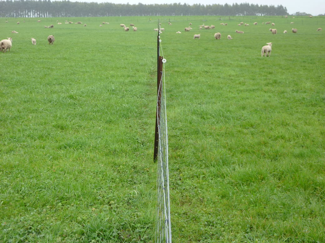 Tall fescue (left) and Late season flowering perennial ryegrass, Banquet, (right).