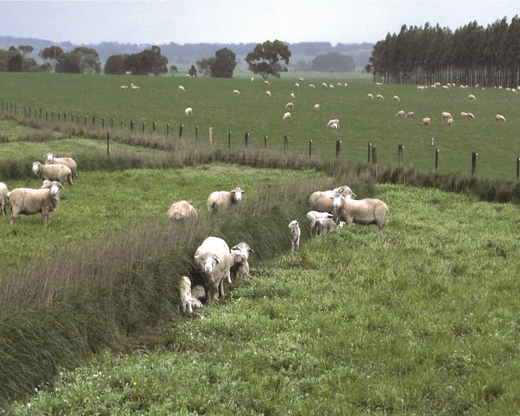 Ewes and lambs sheltering in the hedgerows on a cold, windy Hamilton day