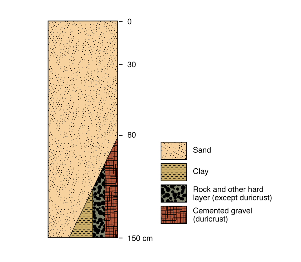 Pale deep sand Figure 3. Pale deep sand