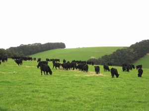 Cattle are commonly fed hay over winter to boost the feed gap 