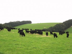 Cattle are commonly fed hay over winter to boost the feed gap