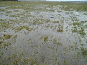 Water logging and low temperatures slow pasture growth in winter