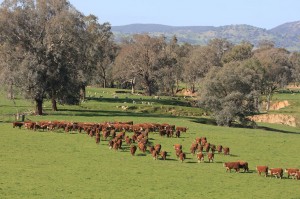 EverGraze principles put into practice at Ian Locke’s farm in Holbrook