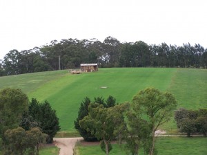 Nitrogen response in winter - (strip on the left not sprayed with urea) 