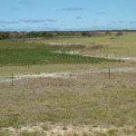 Deep sandy soils sown to chicory (left) and kikuyu (right) protected from wind erosion.