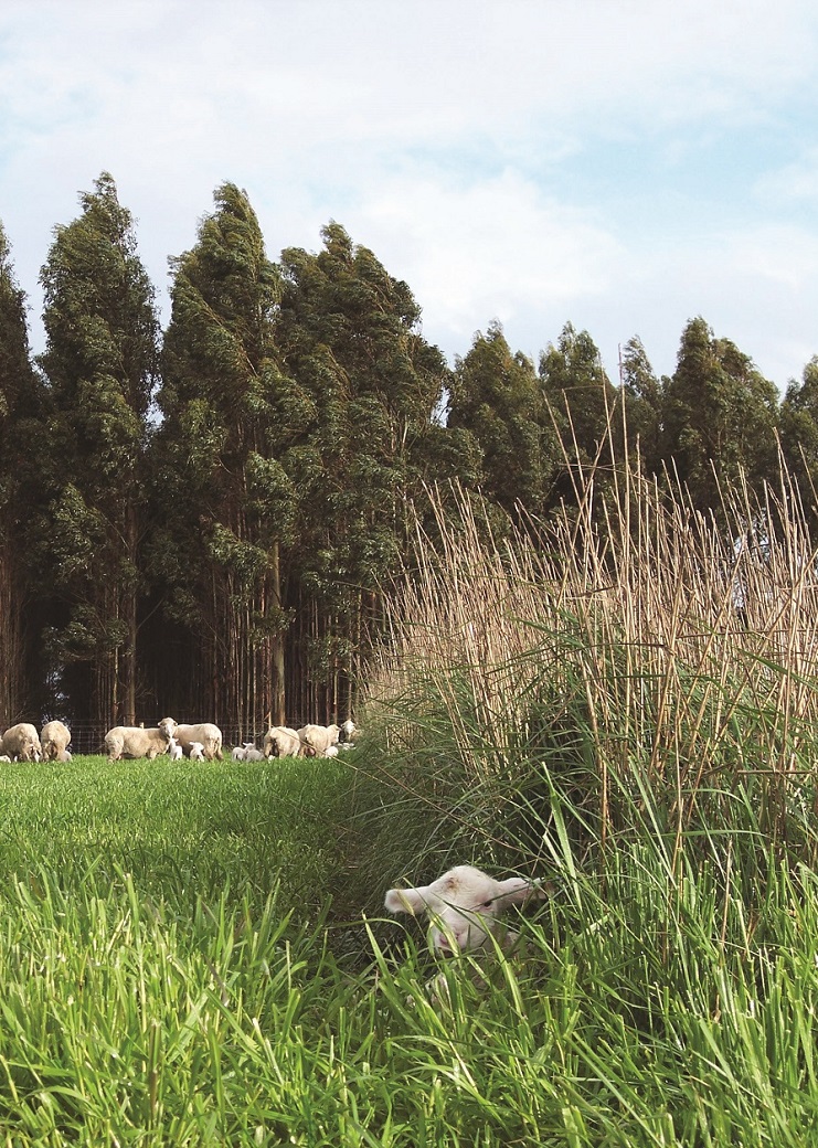 Lamb sheltering in grass hedgerows at Hamilton EverGraze Proof Site