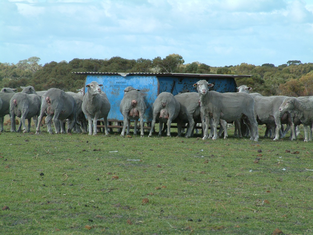 Kikuyu maintains ground cover and provides green feed in Autumn when other pastures are getting away