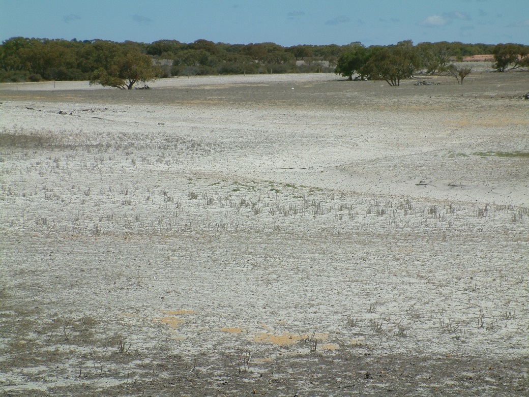 Without perennials, south coast sand plain soils are very prone to erosion.