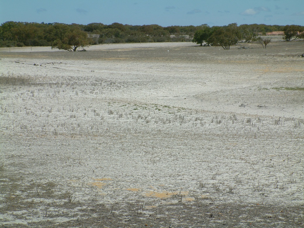 Without perennials, south coast sand plain soils are very prone to erosion Without perennials, south coast sand plain soils are very prone to erosion.