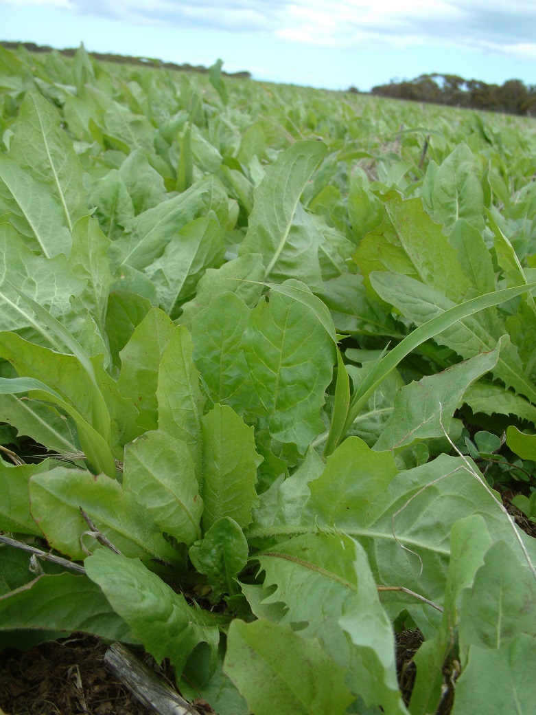 Ungrazed chicory at the EverGraze Proof Site in early December 2005 - an example of the ability of perennials to produce green feed outside the traditional growing season.