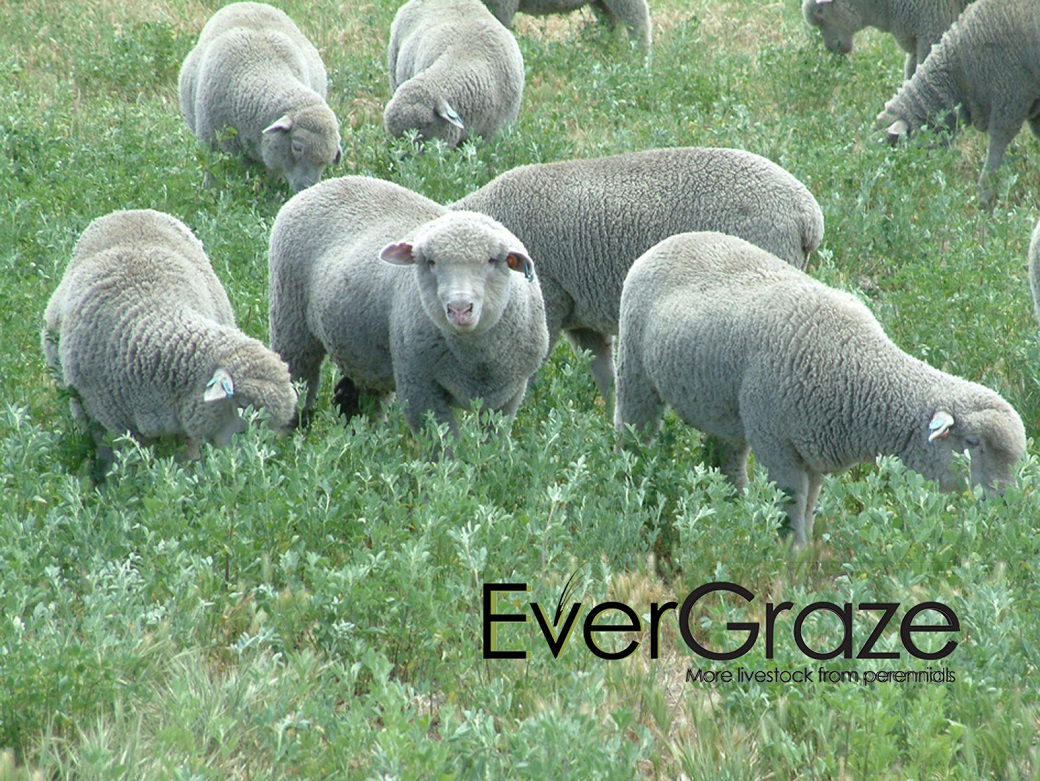 Lambs grazing lucerne in spring 2007 at Proof Site at Wellstead