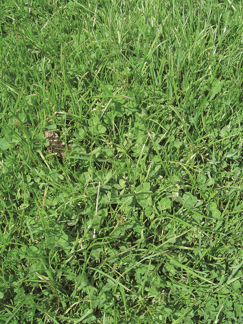 Pasture composition of high phosphorus input Pasture composition of high phosphorus input