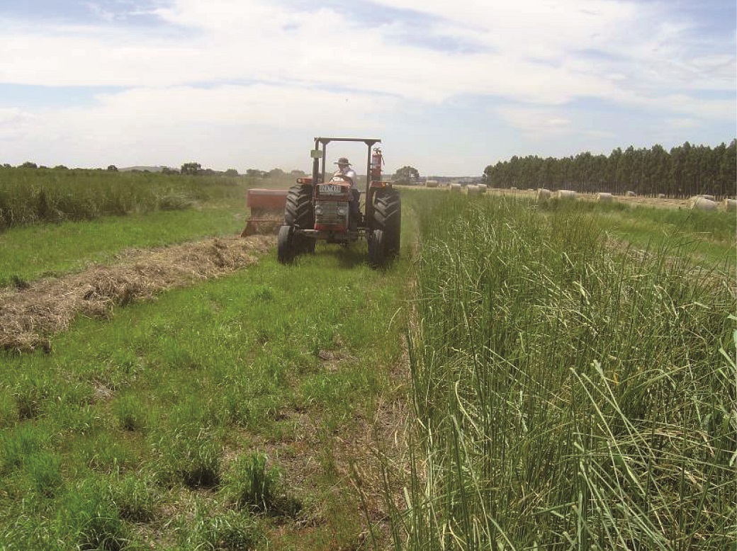 Harvesting hay from between the hedgerows at Hamilton