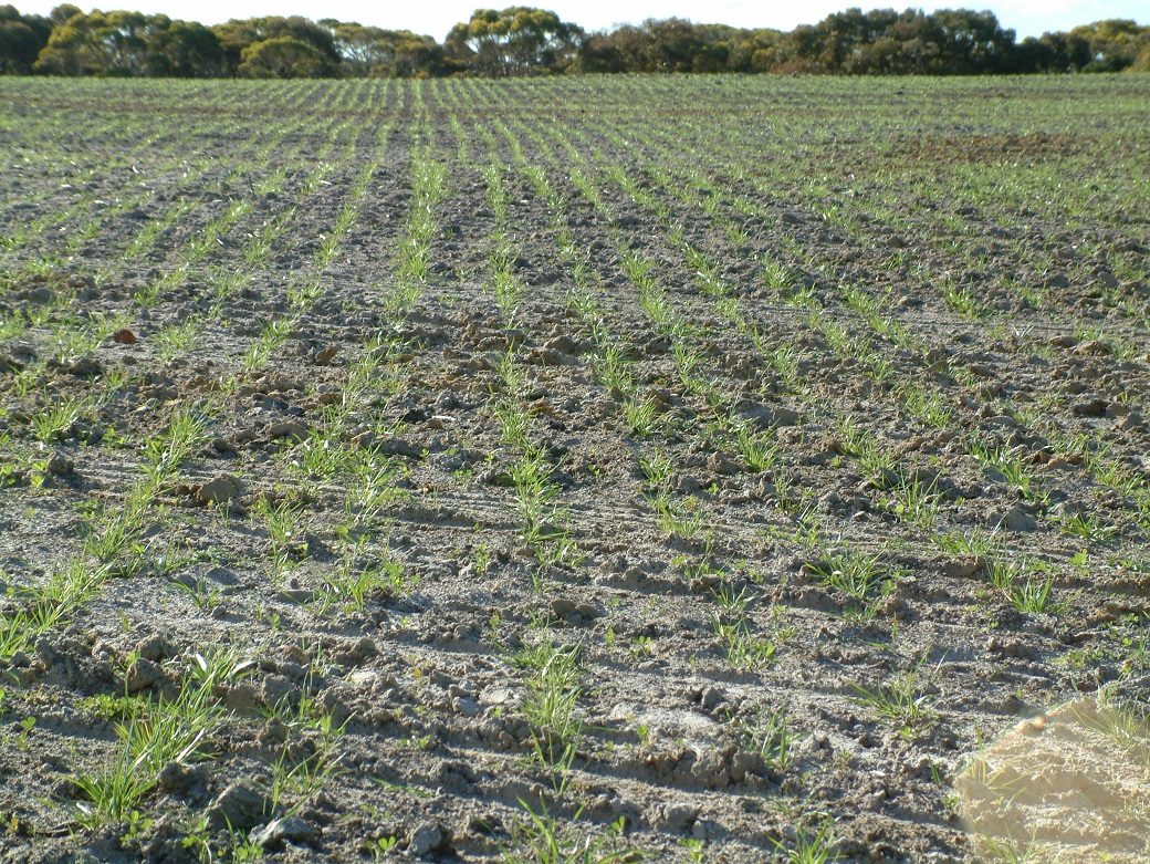 Establishment of the tall fescue and lucerne mix as seen at the EverGraze Proof Site in October 2005