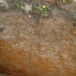 Duplex sandy gravel with clay at the bottom– sown to Chicory.