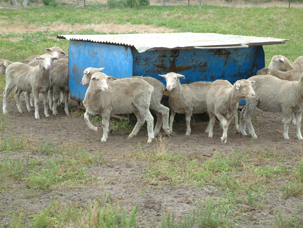Lambs in feedlot – February 2008 Lambs in feedlot – February 2008