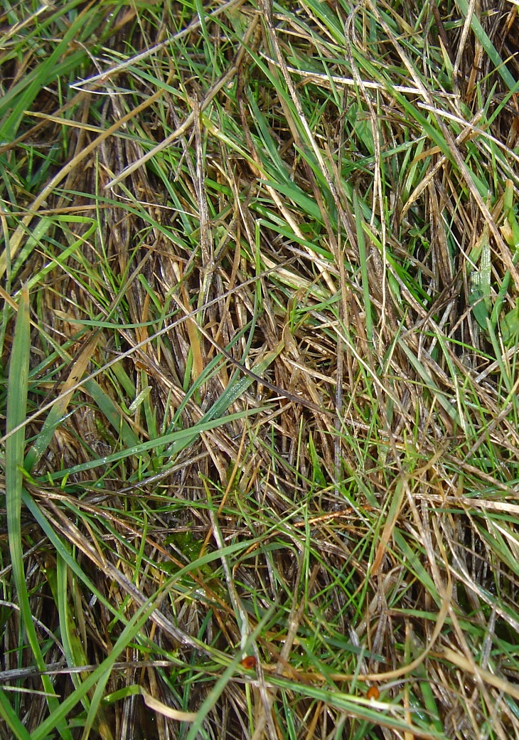 Compared to low phosphorus input Compared to low phosphorus input