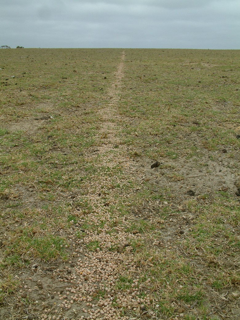Perennials typically reduce supplementary feed costs. However when you do need to feed livestock, kikuyu is ideal as it can tolerate high stocking rates and prevents soil erosion as illustrated by this photo taken at the Proof Site in January 2008.