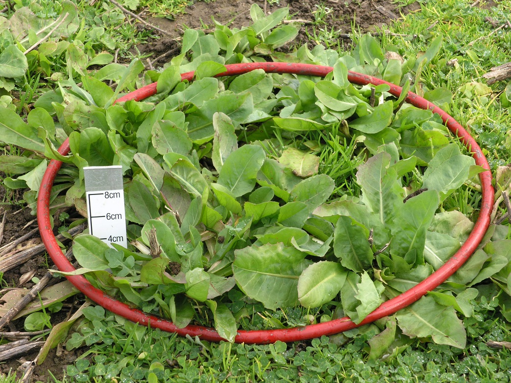 Chicory at 1600kg/ha