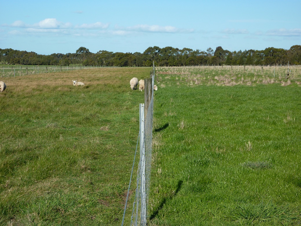 Sheep in the low phosphorus input treatment (left) preferred the higher quality pasture in the high phosphorus input treatment (right).