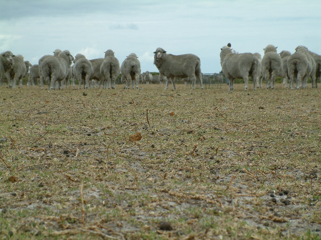 Kikuyu maintaining substantial groundcover even under high stocking rates in autumn.