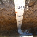 Duplex sandy gravel- sown to chicory. Note most of these soils had a deeper A horizon than shown in this photo.