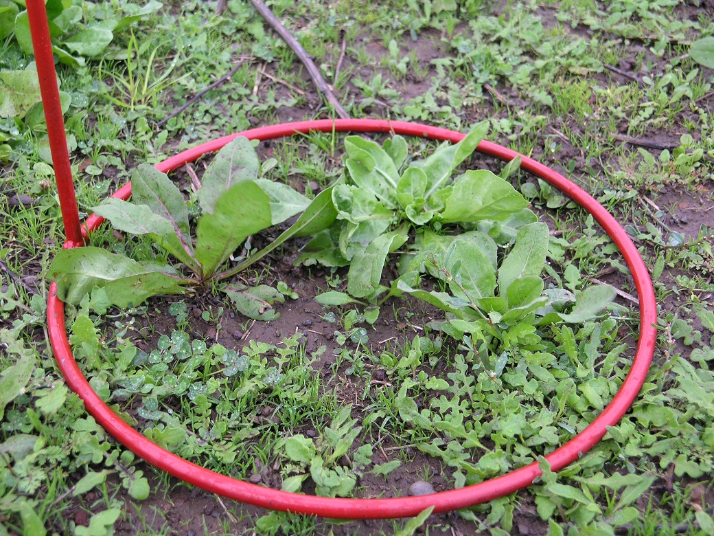 Chicory at 400kg/ha Chicory at 400kg/ha