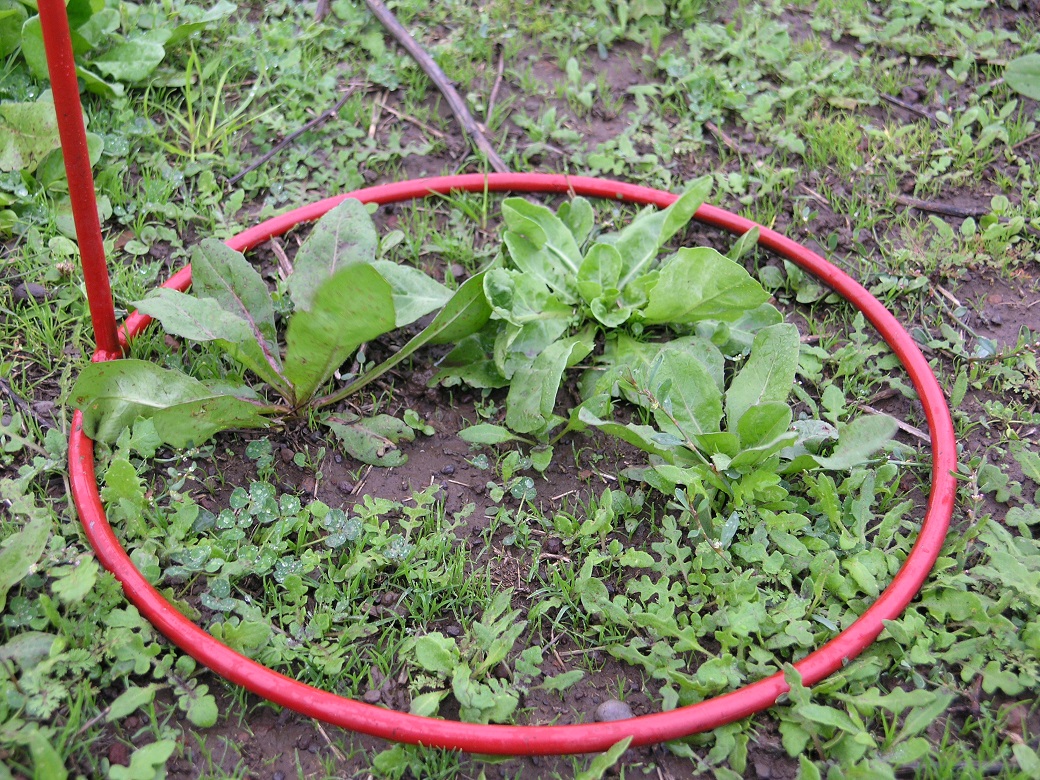 Chicory at 400kg/ha