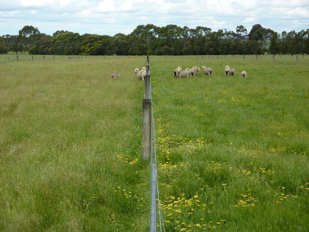 Sheep productivity increased 3-4 fold (from 6 ewes/ha to 18 ewes/ha) with ewes grazing at higher stocking rates in higher P treatments (right) compared to low P treatments (left).