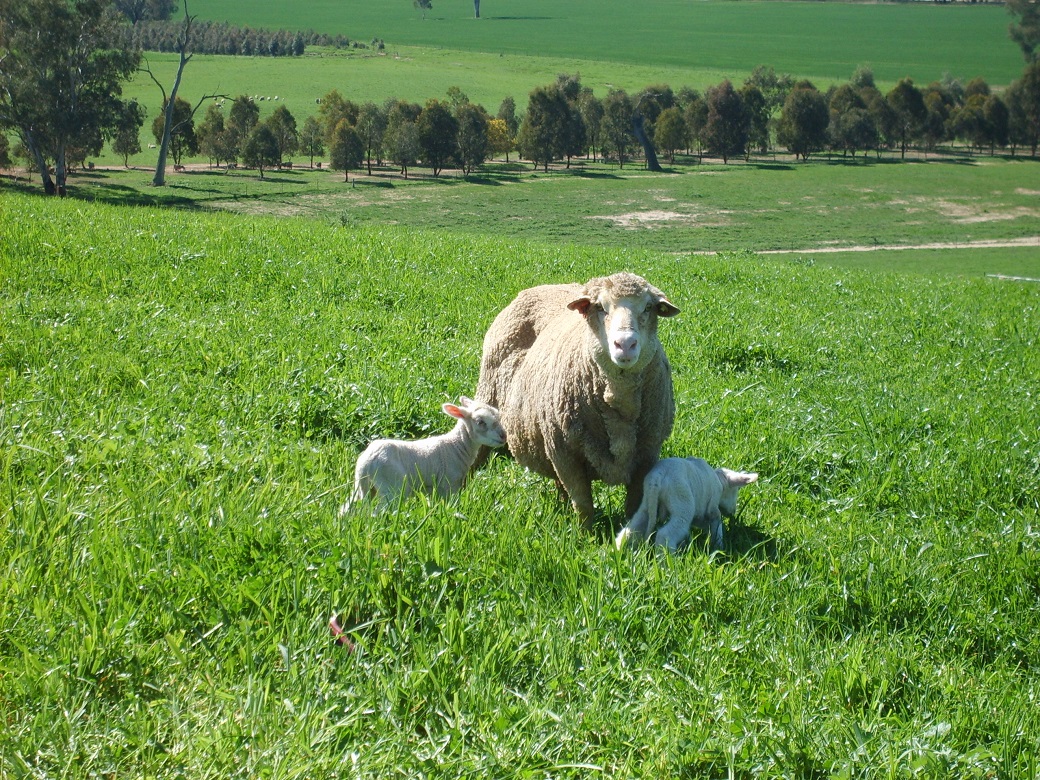 At 10% higher weaning rates, gross margins were about $100/ha higher.