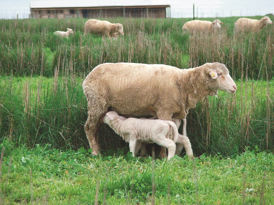 Twin lambs suckling by the hedges at Hamilton EverGraze Proof Site