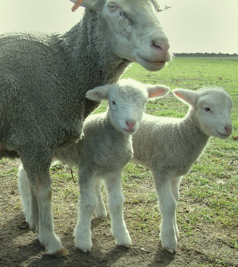 Twins born to a Merino ewe sired by EBV selected Poll Dorset rams on the Wellstead Proof Site Twins born to a Merino ewe sired by EBV selected Poll Dorset rams on the Wellstead Proof Site