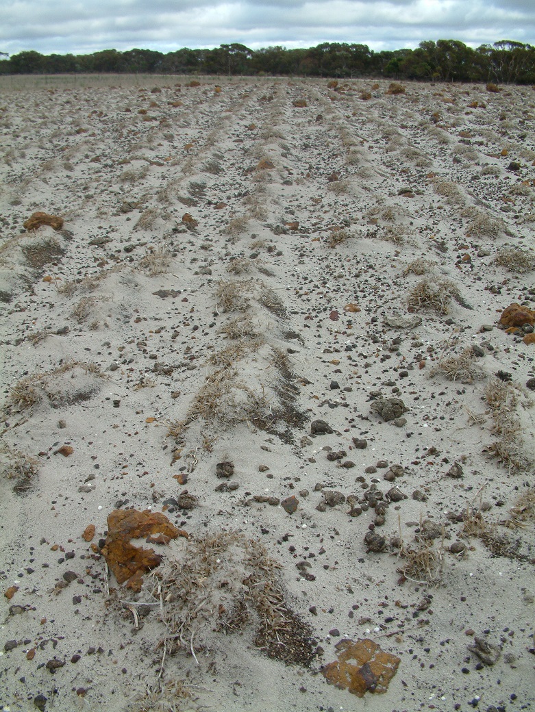 Tall fescue did not persist on the shallow soils during drought conditions