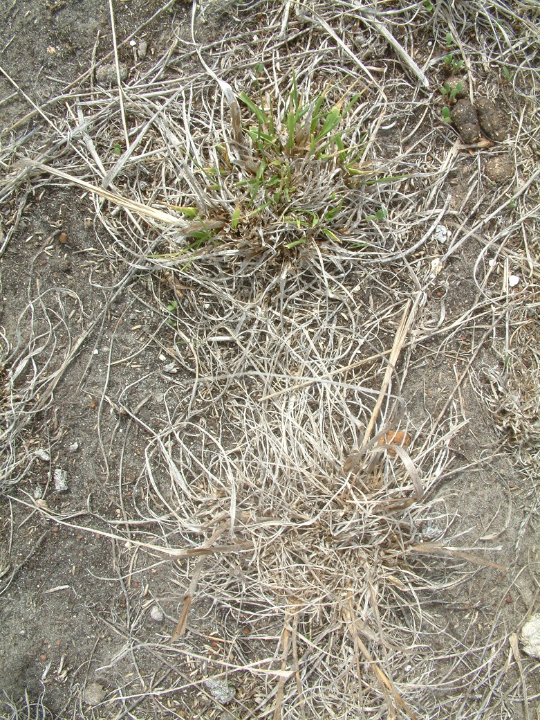 The impact of the drought on plant survival - the closest plant has not survived the summer and the other is doing poorly. This photo was taken in April 2007 following the break.
