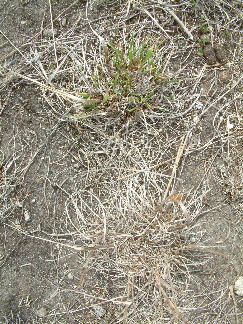 The impact of the drought on plant survival - the closest plant has not survived the summer and the other is doing poorly The impact of the drought on plant survival - the closest plant has not survived the summer and the other is doing poorly. This photo was taken in April 2007 following the break.