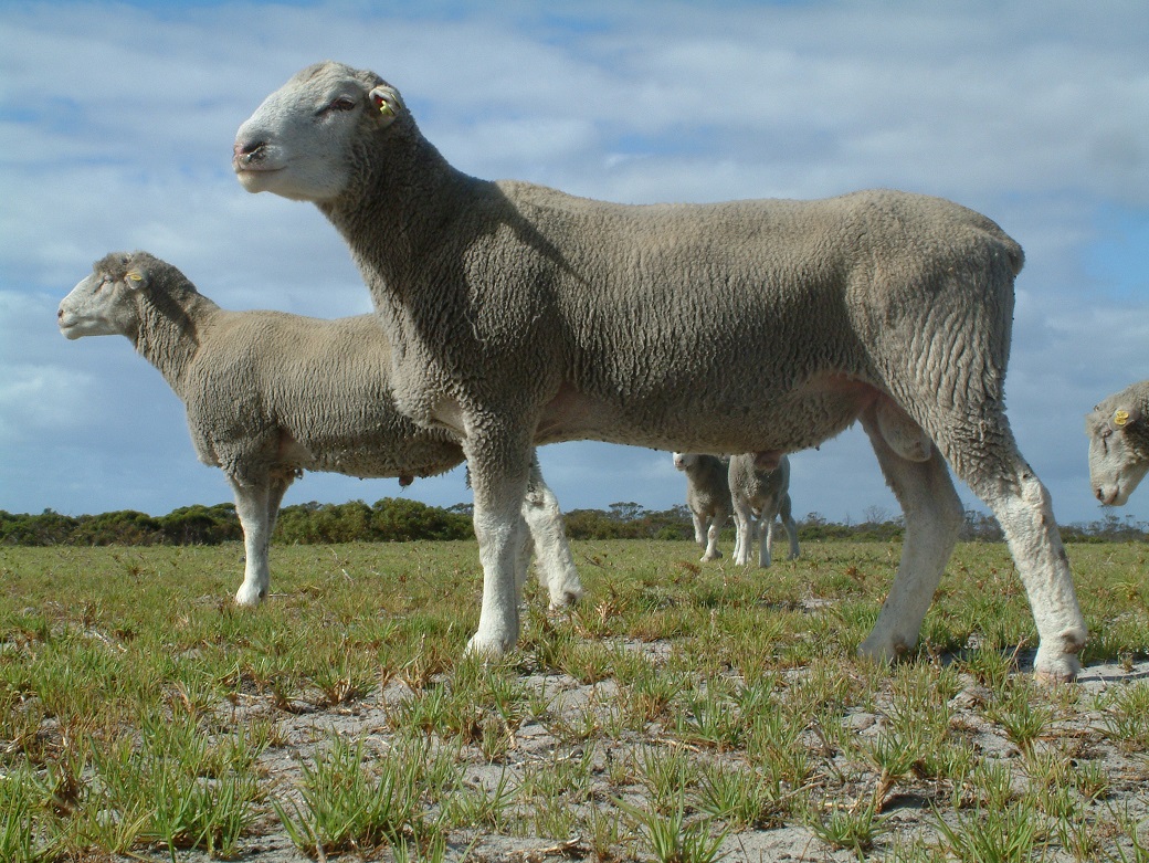Twins born to a Merino ewe sired by EBV selected Poll Dorset rams on the Wellstead Proof Site Twins born to a Merino ewe sired by EBV selected Poll Dorset rams on the Wellstead Proof Site