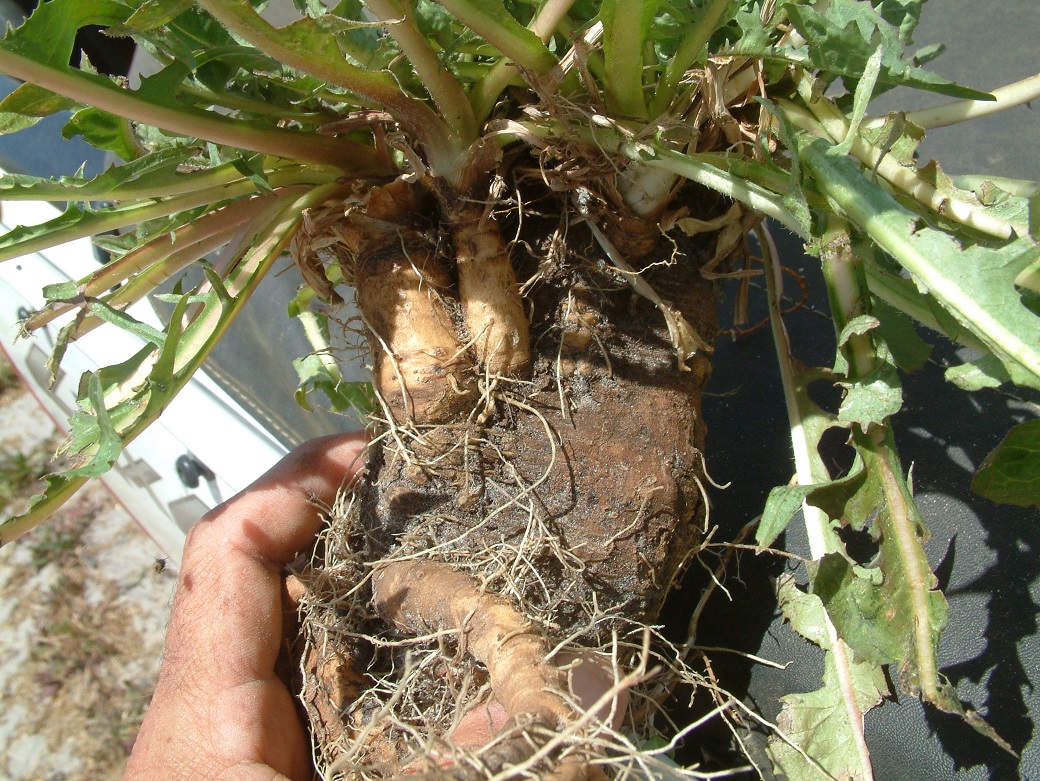 Chicory tap root provides the engine room for plant growth and survival.