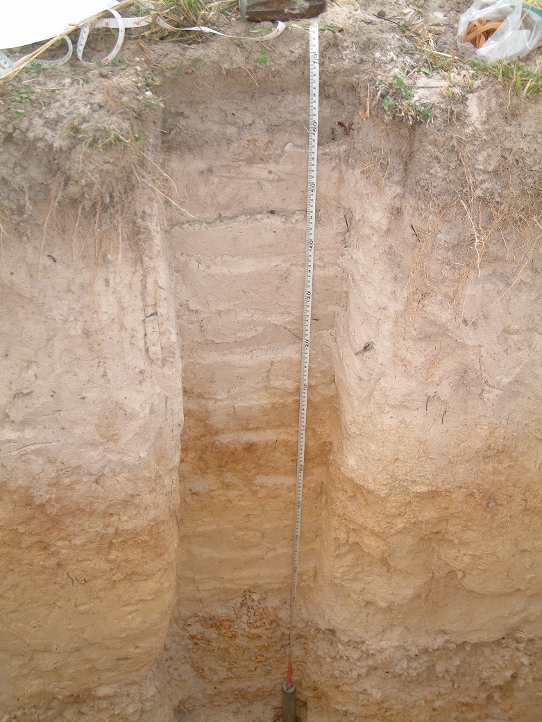 Kikuyu is very suited to the sandy duplex soils of the south coast of WA Kikuyu is very suited to the sandy duplex soils of the south coast of WA