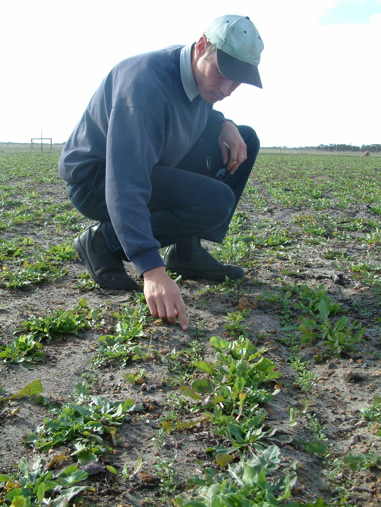 Annual legumes were sown at the Proof Site to improve winter production and nitrogen fertility. In this photo taken in June 2006 Eric Dobbe is pointing out the subterranean clover seedlings establishing in a chicory stand.