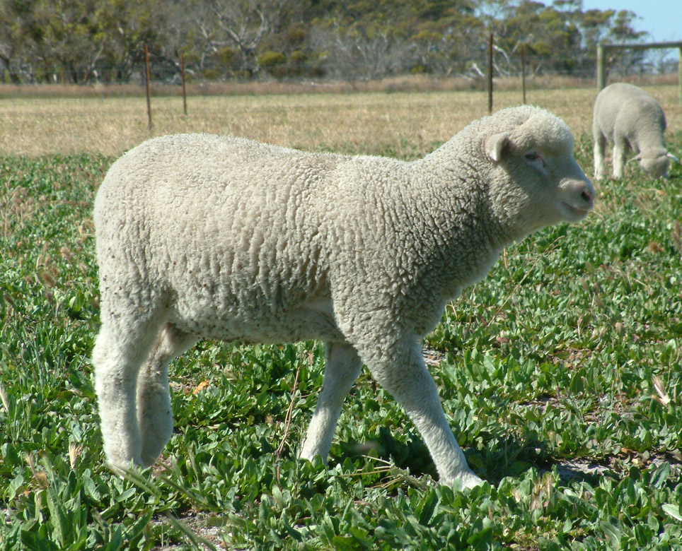 Chicory had the highest quality feed at Albany Proof Site