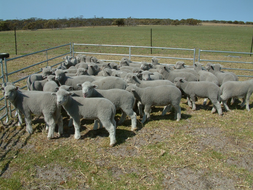 Lambs not reaching the feedlot entry weight were taken from 22kg up to 38kg on late spring/summer green pasture at Wellstead Lambs not reaching the feedlot entry weight were taken from 22kg up to 38kg on late spring/summer green pasture at Wellstead.
