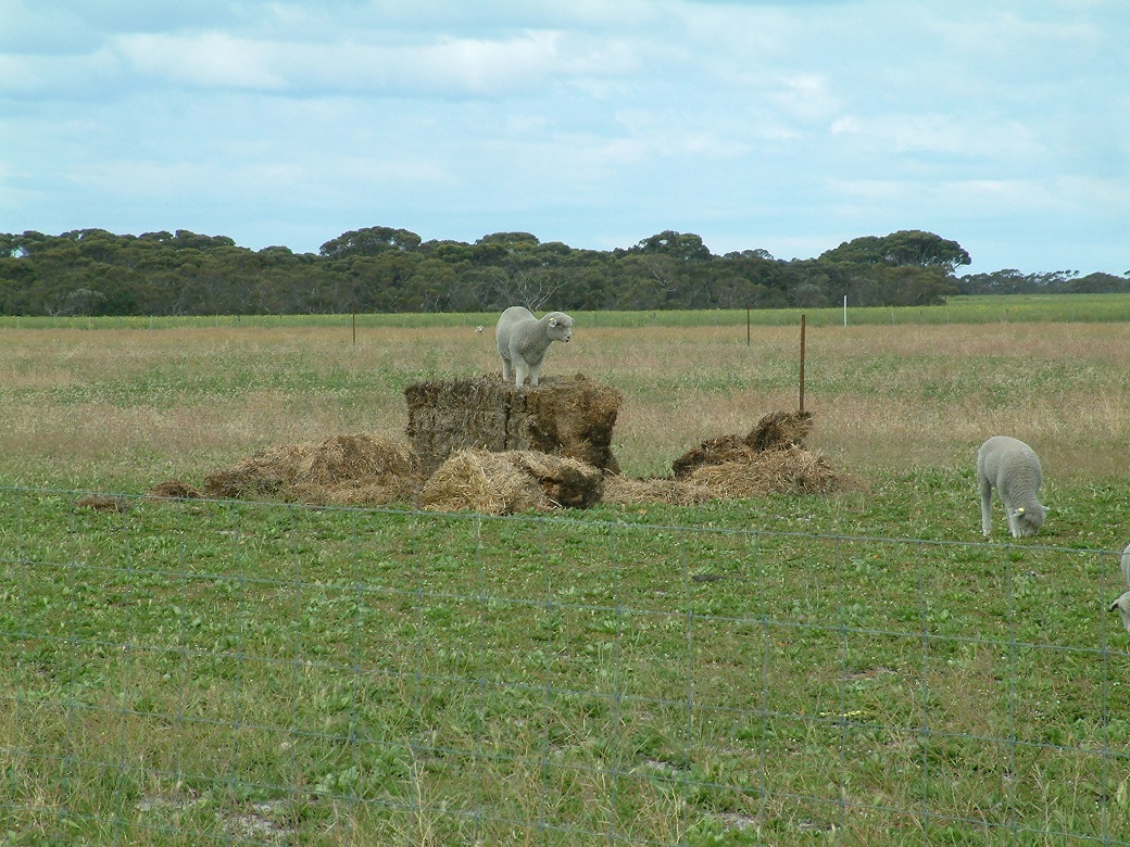 Lambs benefiting from additonal roughage in their diet when grazing chicory pastures in spring and early summer. Lambs were provided with straw to prevent scouring when grazing chicory Lambs benefiting from additonal roughage in their diet when grazing chicory pastures in spring and early summer. Lambs were provided with straw to prevent scouring when grazing chicory