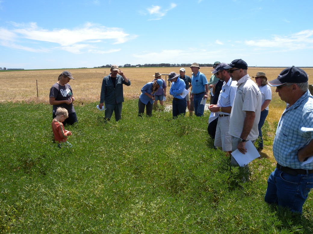 Albany EverGraze Regional Group and research team inspect the perennials