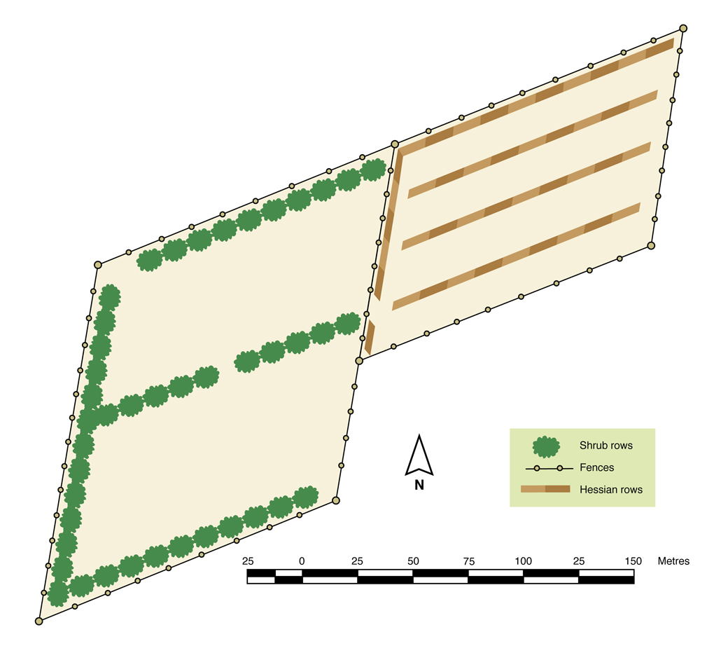 Figure 3. Layout of shrub belt and hedgerow shelter.
