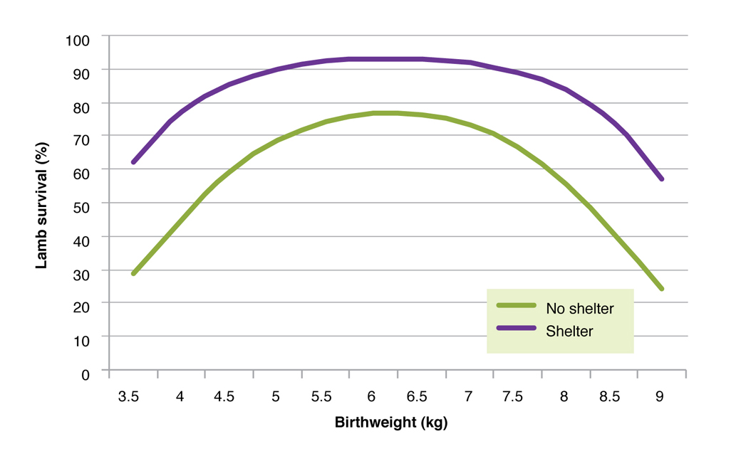 Figure 7. The relationship between birth weight and the survival of lambs born in sheltered areas or areas without shelter. This includes both Merino and Coopworth dams and all birth types (singles, twins and triplets).